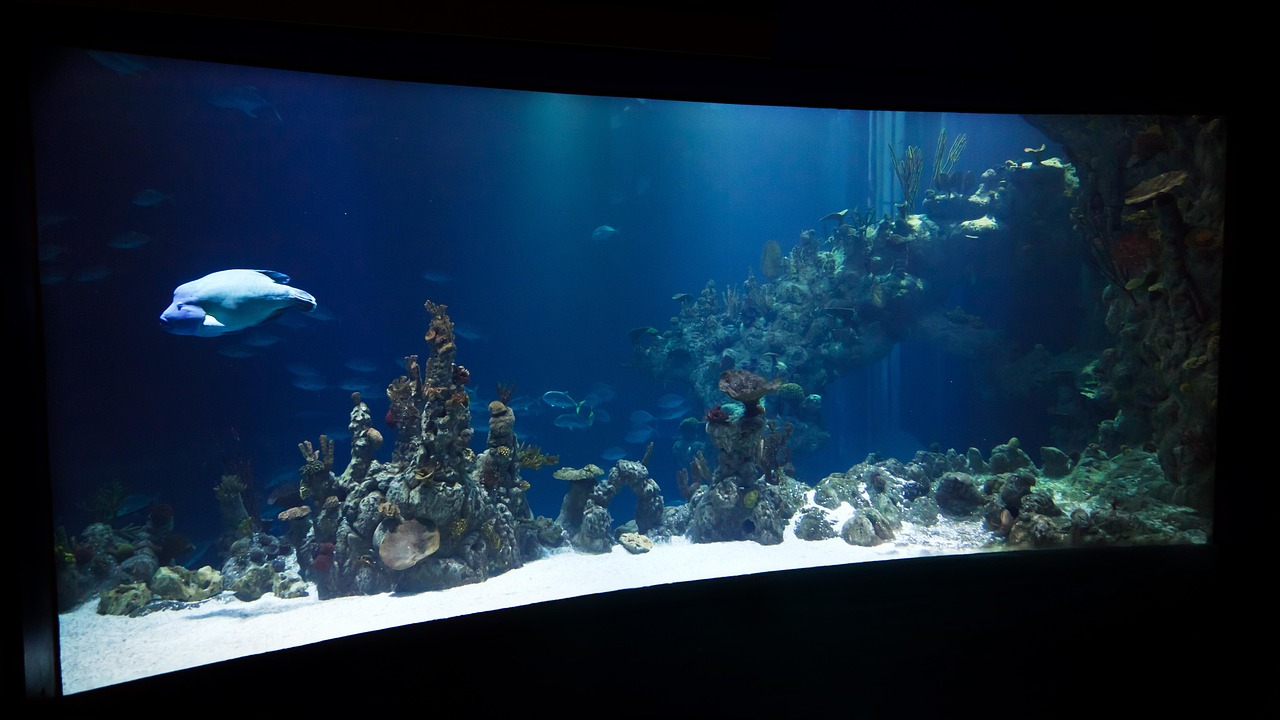 海洋网盘最新行情，海洋网盘最新深度解析及市场展望