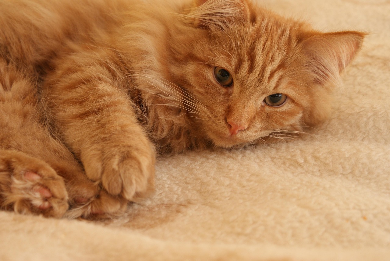 最新的猫咪图片，最新猫咪图片每日更新：探索萌宠时光，感受喵星人的魅力