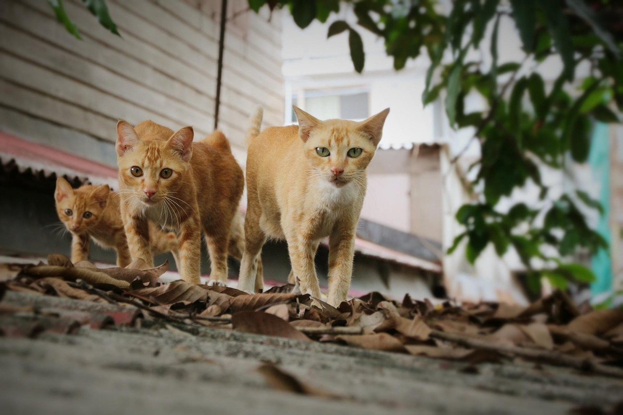 小偷猫下载最新版，小偷猫最新版下载攻略