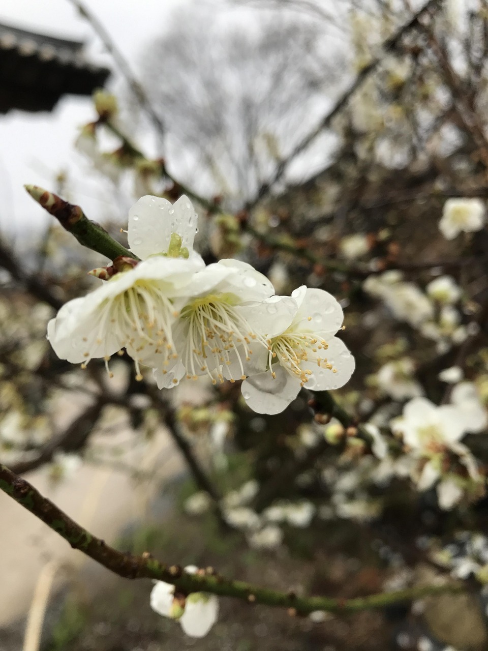 清明节“请3休8”拼假游出圈 踏青赏花是主流