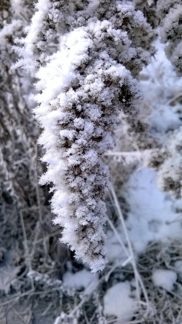 雪魔的小说最新章节，奇幻冒险的新篇章，雪魔最新章节揭秘，奇幻冒险新篇章开启